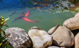 004 - filius ringelnatter